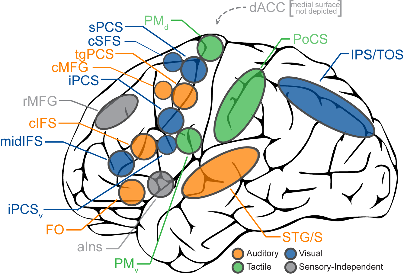 Sensory-Selectivity Cortical Mapping